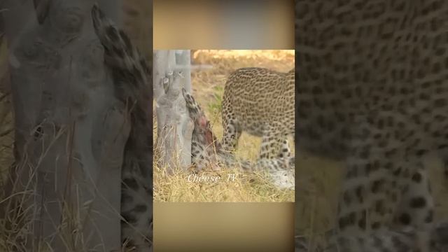 C6c72e2784d3a4aec8b88be4140b9e91