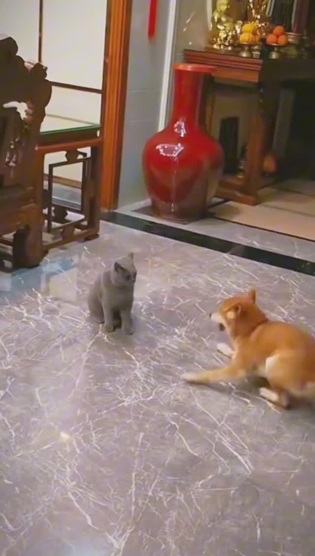 Домашние забавные.