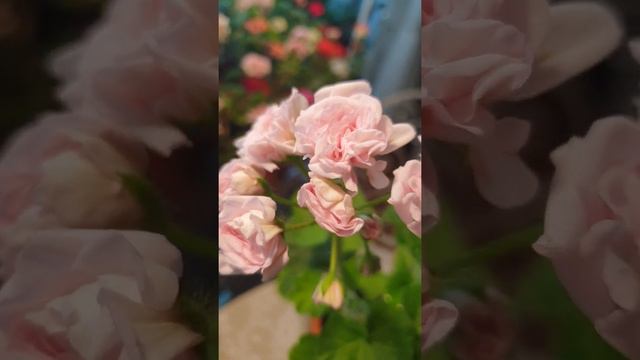 109.  밀필드 로즈 제라늄 Millfield Rose Geranium