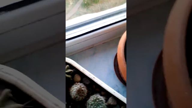 мои комнатные растения