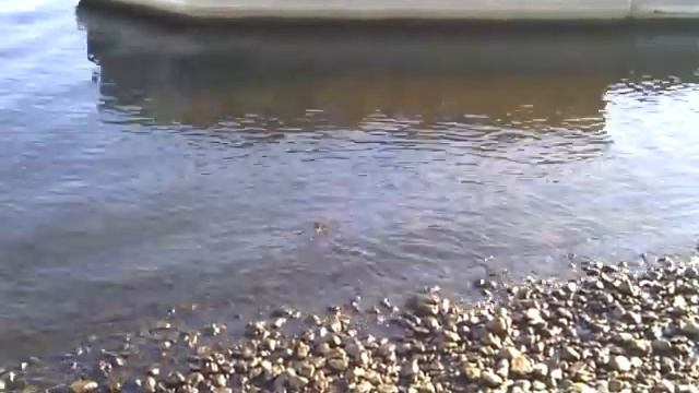 выдра в тольятти