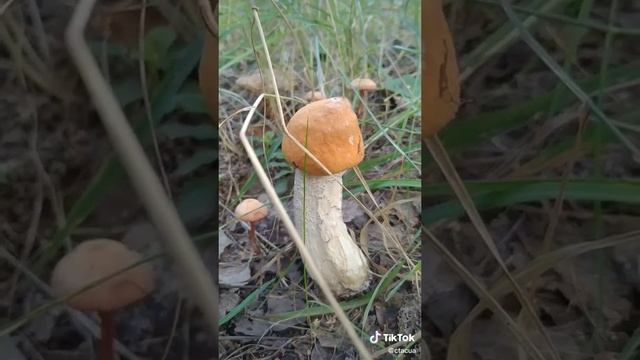 #гриб #подосиновик