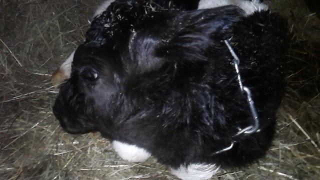 СРОЧНО ВСЕХ ПРОДАТЬ?!!ЗАЧЕМ НАМ СТОЛЬКО ТЕЛОК?!!!