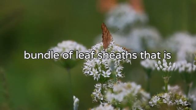 Nature's Beautiful Leek Flower HD Videography