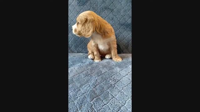 щенок английский кокер спаниель 1 мес