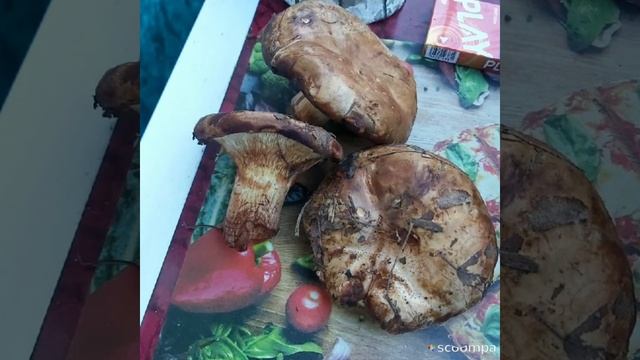 ПОМОГИТЕ, ЗНАТОКИ ГРИБОВ!!!