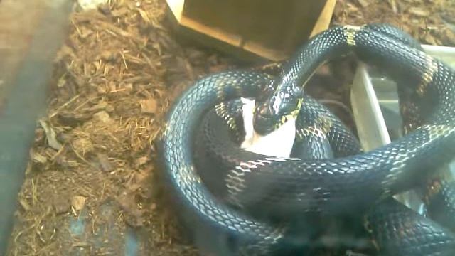 Амурский полоз охотится и кушает