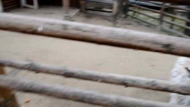 Поездка в заповедник к зубрам и на мини ферму. Знакомство с животными.