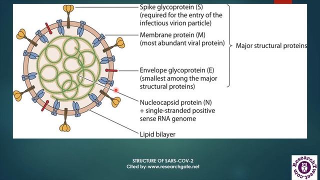 COVID 19 Virus: Definition Types and Transmission