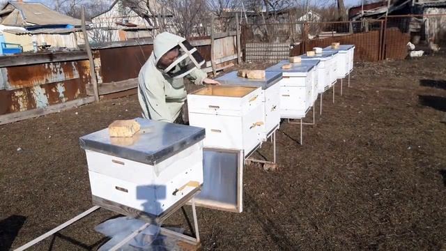 первая работа с пчелами. утепление. первая пыльца. пчелы несут обножку с лещины. 19.02.2020.