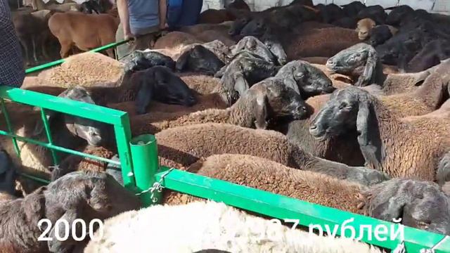 ГУСФАНД ОПТОМ БАРАЧАИ БЕ ОЧА БУЗ КУЧКОР МОЛБОЗОРИ ДУШАНБЕ 2 сентября 2021 г.