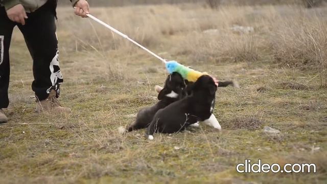 Щенки вельш корги кардиган 2 месяца