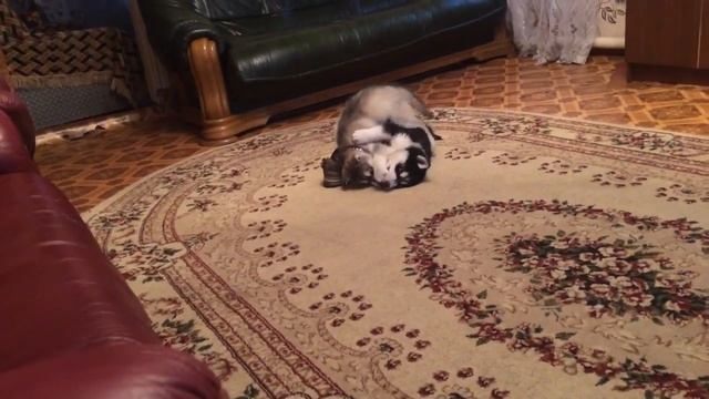 Щенки хаски играют и дерутся