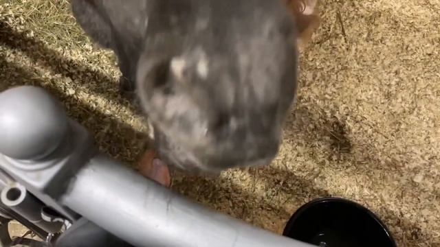 Пушистик СИМБА - миниатюрный аппалузик жеребеночек на продажу:)