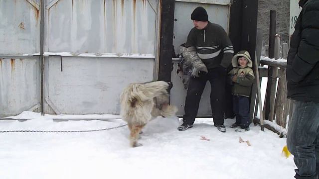 Кавказская овчарка Тома. Учим охранять вверенную ей территорию. Город Реж Свердловской области.