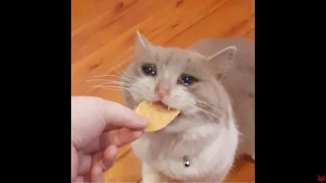 Sad Violin Song Will Make You Cry With Cats Face Destroy Your Heart