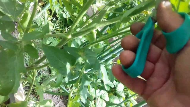 формировка томатов ,как я это делаю часть 1