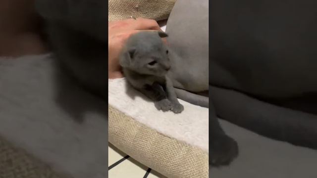 Котята Донской сфинкс