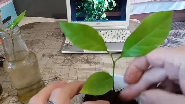 Как укоренить в воде черенки цитрусов  повторно на подвой