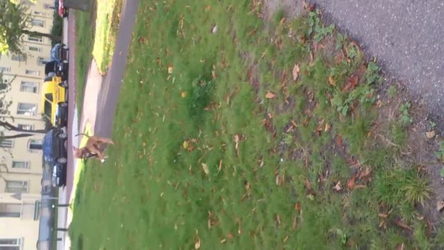 Rednose Bandogge Mastiff