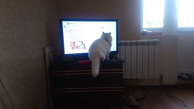 Наша глухая кошка охотится за мышкой