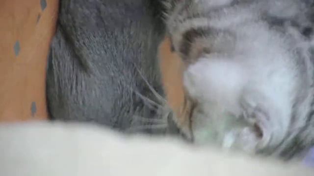 Allan & Lucky - Love Story
