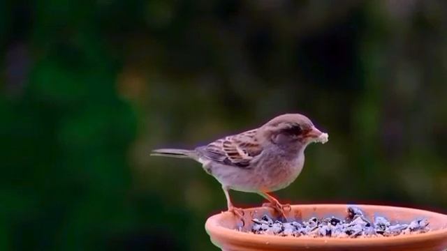 мы родились в сибири//очень скучные видео//обзор канала