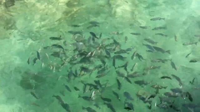 Хищные рыбы в погоне за хлебом