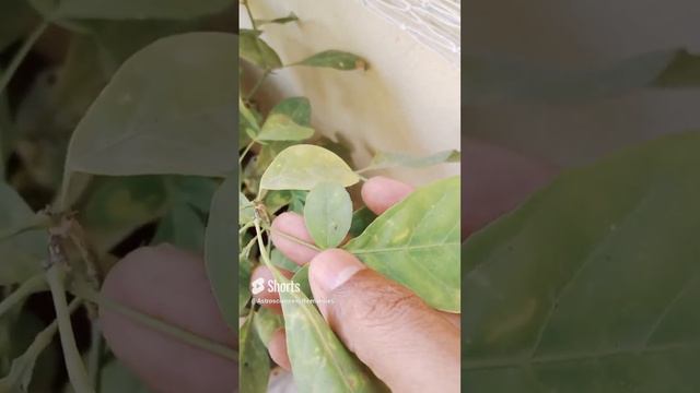 శివరాత్రి రోజు ఈ ఒక్క ఆకు ని మీరు శివుడికి సమర్పిస్తే ఎంతకష్టమైనా సరే తొలగిపోతుందిMahashivratri 202