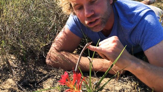 The Story Of The Rat’s Tail And The Sunbird... (Babiana Ringens)