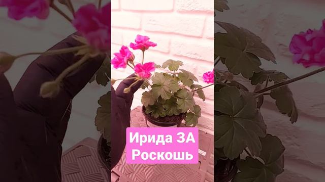 Любуюсь этим сортом не переставая!!!