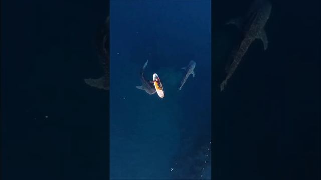 Wisata Hiu ?paus Gorontalo #beautifulview #travel #beach #up #wisatabahari #hiupaus #snorkeling #fy