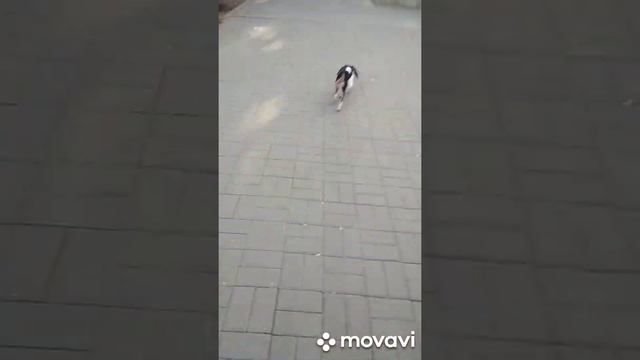 Кавалер Кинг Чарльз Спаниель - 37