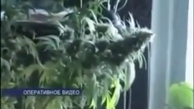 Мама думала,сын увлекается ботаникой (VM)#29