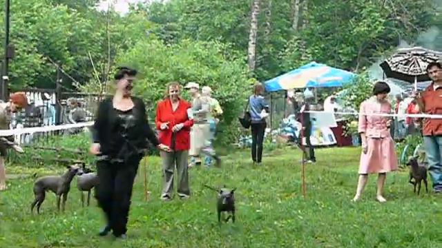 Ксоло средние. юниоры