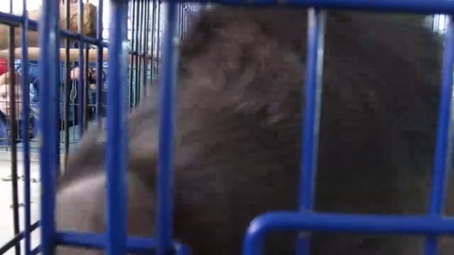 Енот ворует фотоаппарат