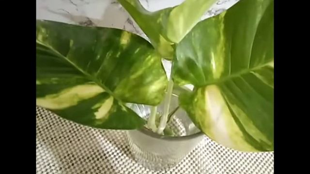Propagation Of Giant Pothos And Repotting Rare Syngonium Vlog #9
