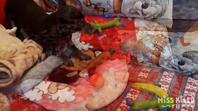ИГРУШКИ ДЛЯ СОБАК /ЛЮБИМАЯ ИГРУШКА КИТИ / Toys For Dogs / Kitty's Favourite Toy