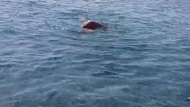 ФИЗИЧЕСКИЕ УПРАЖЕНЕНИЯ И УТРЕННЯЯ ГИМНАСТИКА В МОРСКОЙ ВОДЕ  ДЛЯ ПЕНСИОНЕРОВ!