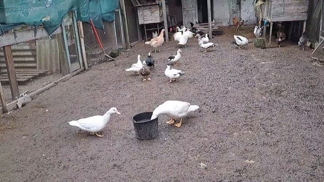 ІНДОКАЧКИ НА ПОДВІР'Ї. ДОГЛЯД ЗА МУСКУСНИМИ КАЧКАМИ. ЧИ ВАРТО ЛІКУВАТИ ШИПУНІВ?