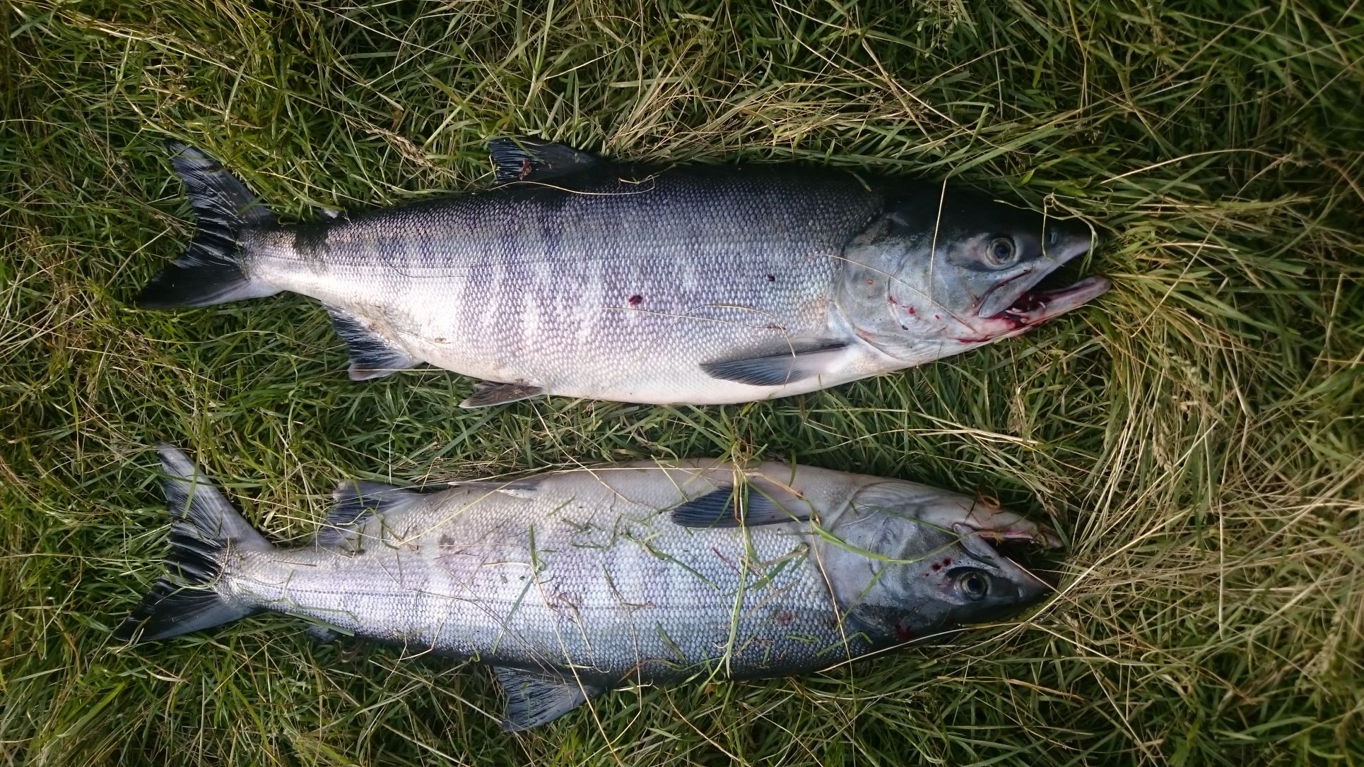 Рыбалка на реке Быстрой. Камчатка.