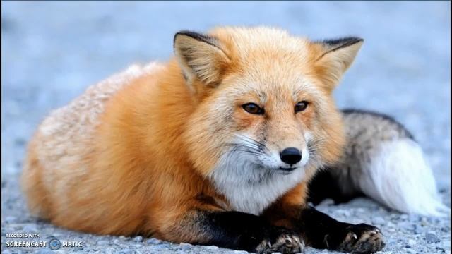 История-Волшебная леса, лиса