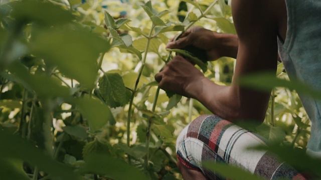 OhGK: The Best Healthy Tea Drink From Gawad Kalinga!  (Manila, Philippines)