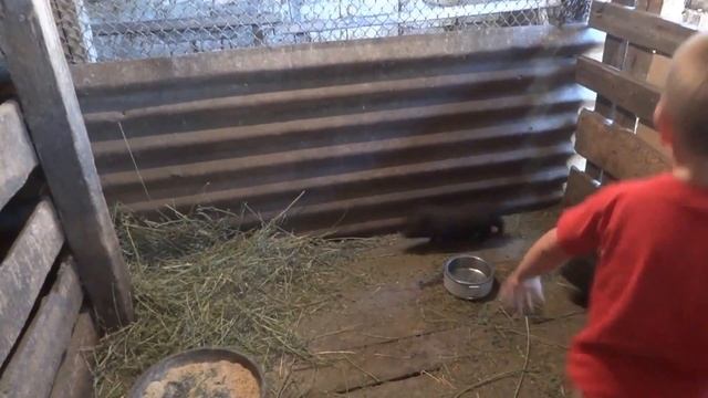 Домашние животные Вьетнамские свинки.Pets. Vietnamese Pigs