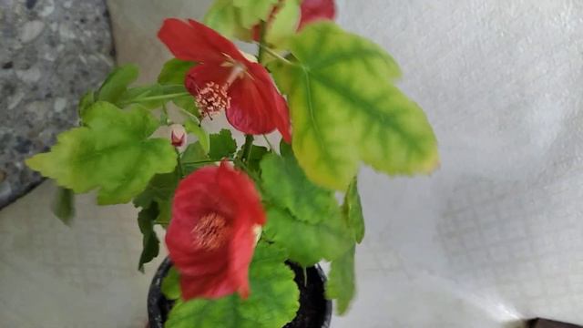 Абутилон Алый