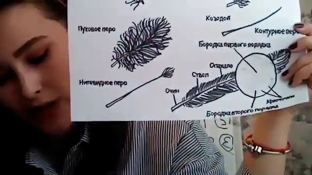 внешнее строение птиц