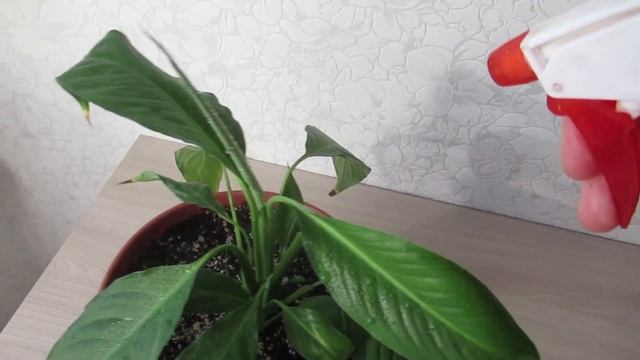 Как определяю что спатифиллум пора поливать  стапифиллумкомнатныерастения