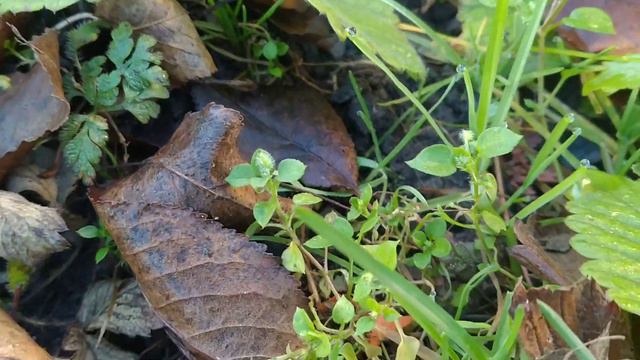 КАКИЕ ЭТО ЦВЕТЫ?