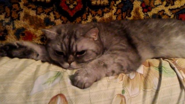Кошка Засыпает - Хозяин свет выруби и сам ложись в кровать.