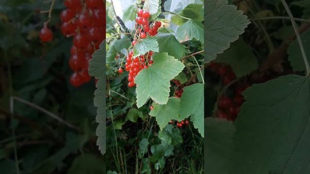 Как омолодить лицо в домашних условиях